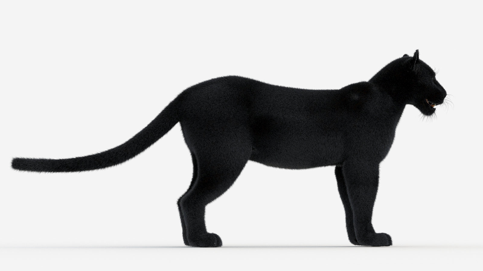 Black Panther 3D Model Fur 360° view 1 frame 10