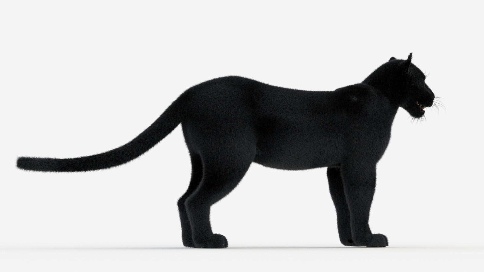 Black Panther 3D Model Fur 360° view 1 frame 11