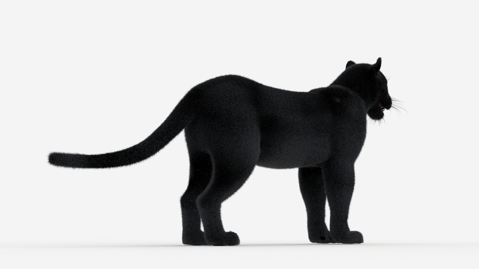 Black Panther 3D Model Fur 360° view 1 frame 13