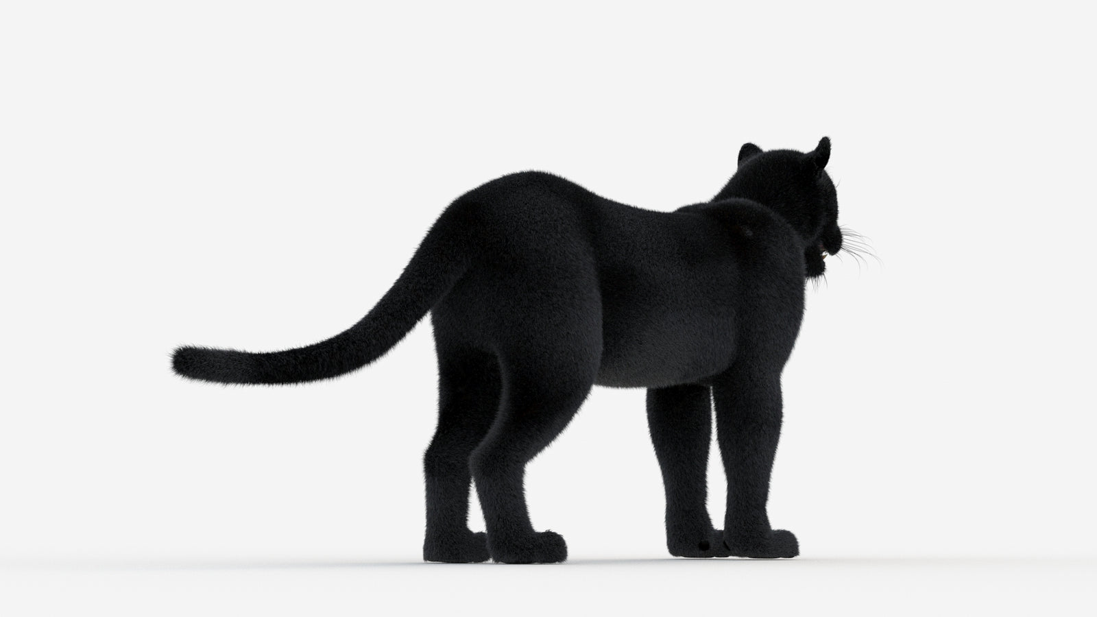 Black Panther 3D Model Fur 360° view 1 frame 14