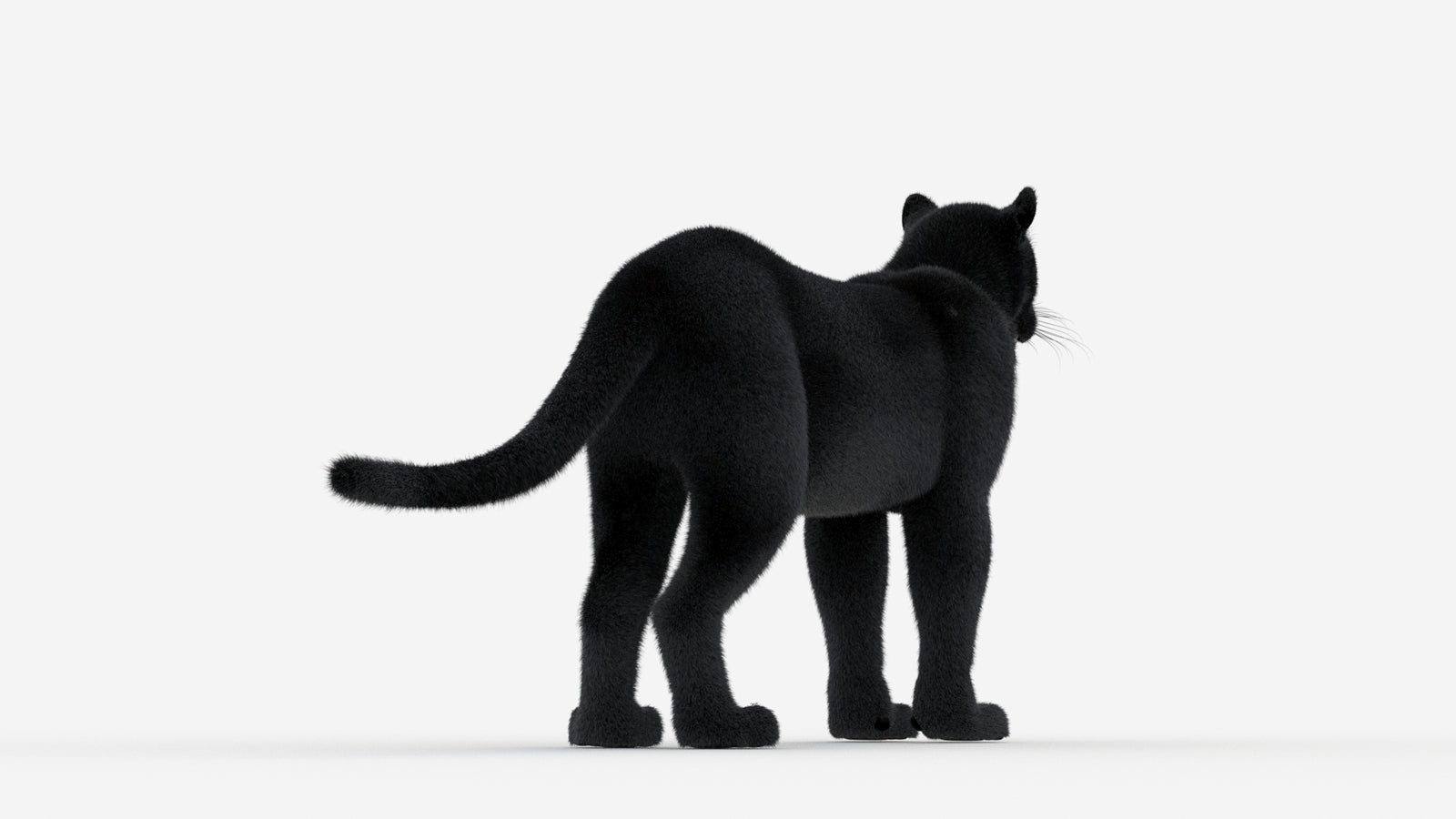 Black Panther 3D Model Fur 360° view 1 frame 15