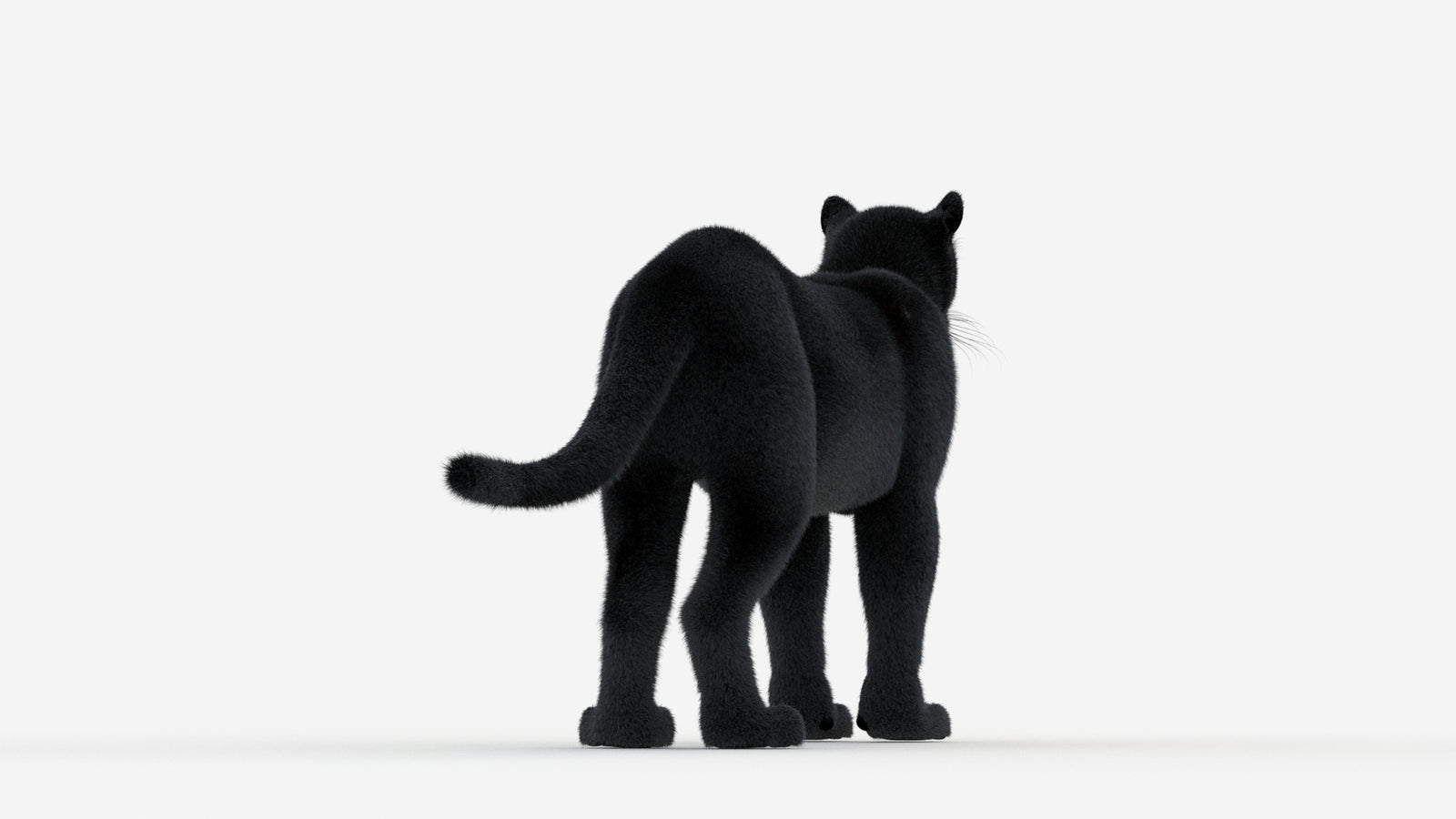 Black Panther 3D Model Fur 360° view 1 frame 16
