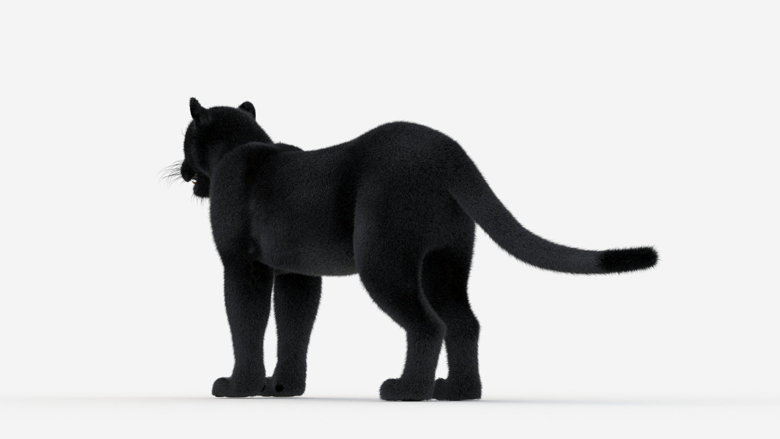 Black Panther 3D Model Fur 360° view 1 frame 22