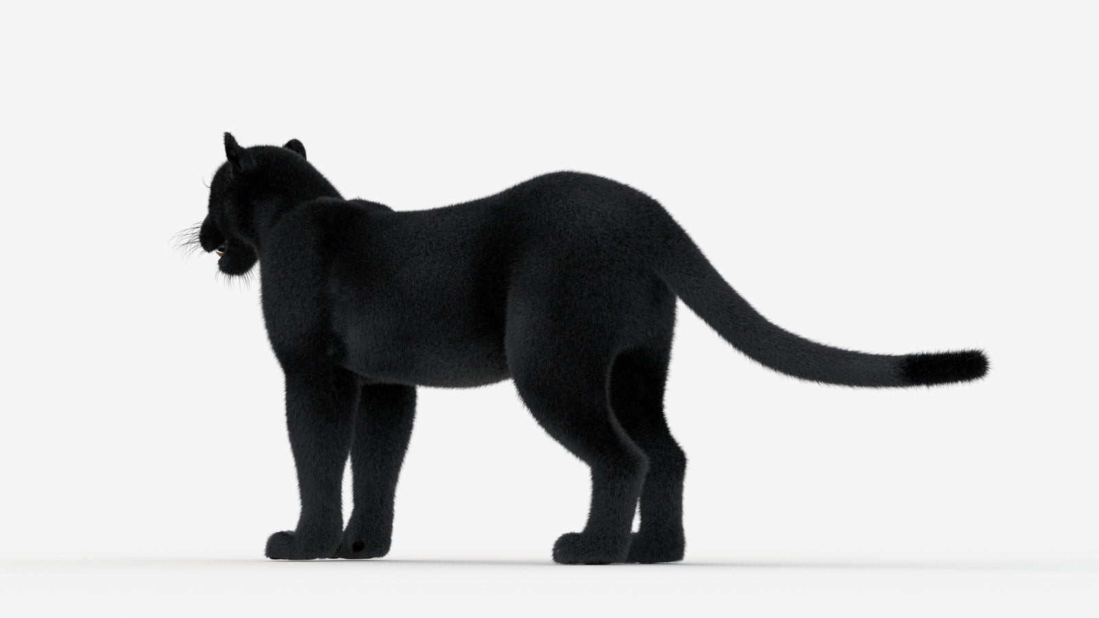 Black Panther 3D Model Fur 360° view 1 frame 23