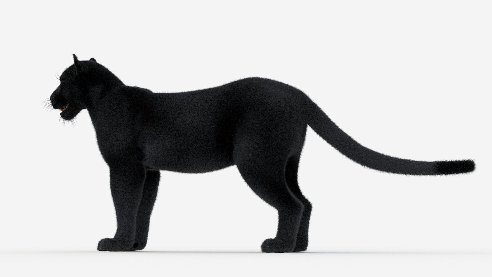 Black Panther 3D Model Fur 360° view 1 frame 25