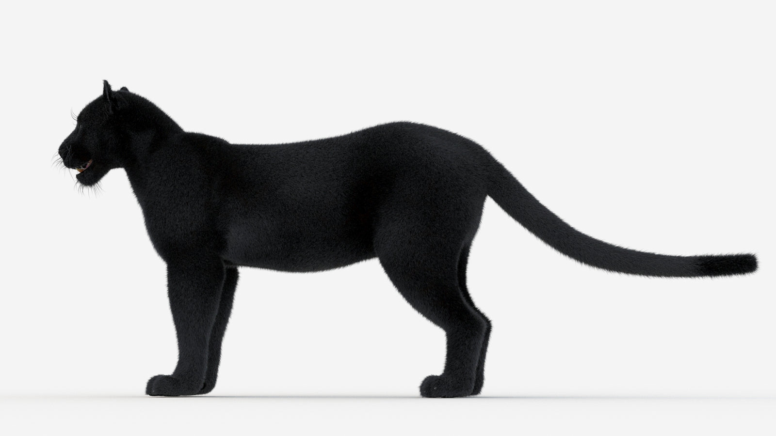Black Panther 3D Model Fur 360° view 1 frame 26