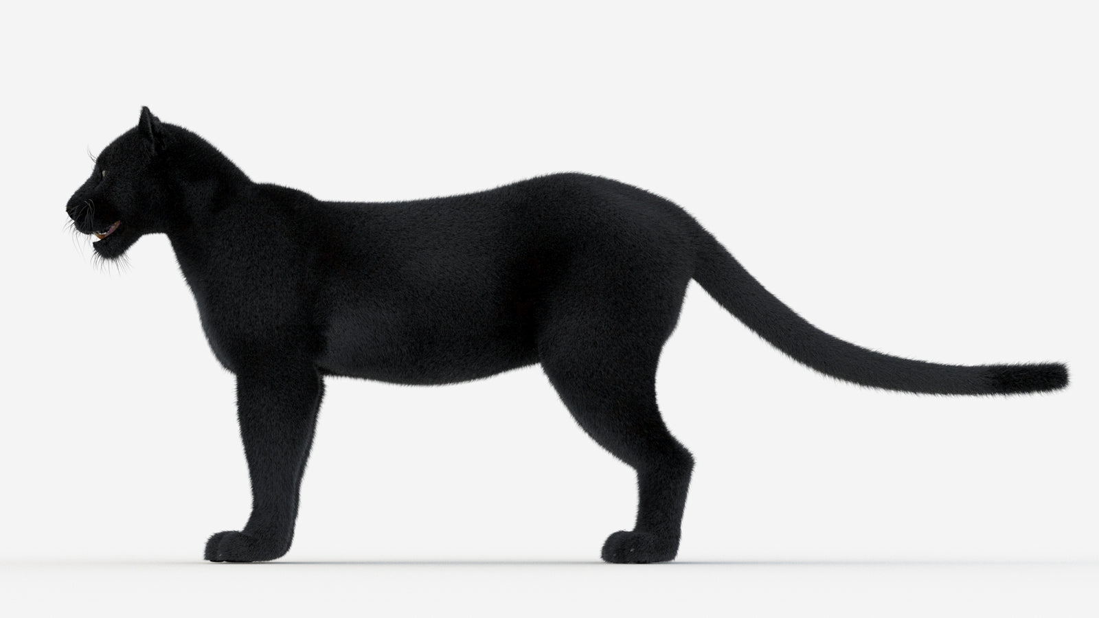 Black Panther 3D Model Fur 360° view 1 frame 27