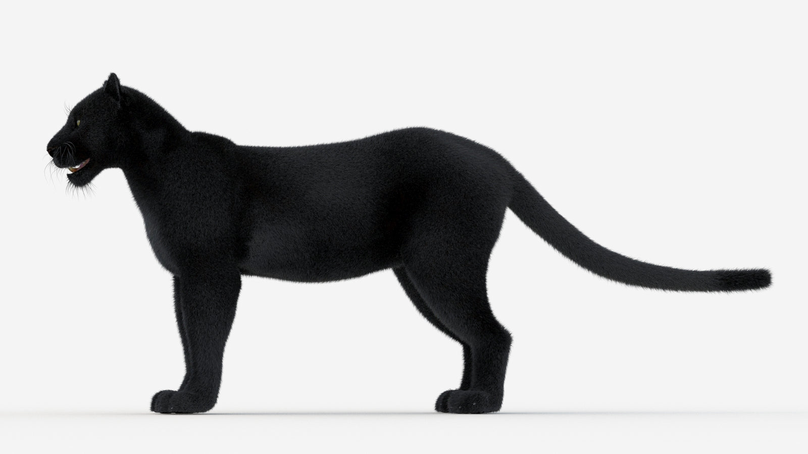 Black Panther 3D Model Fur 360° view 1 frame 28