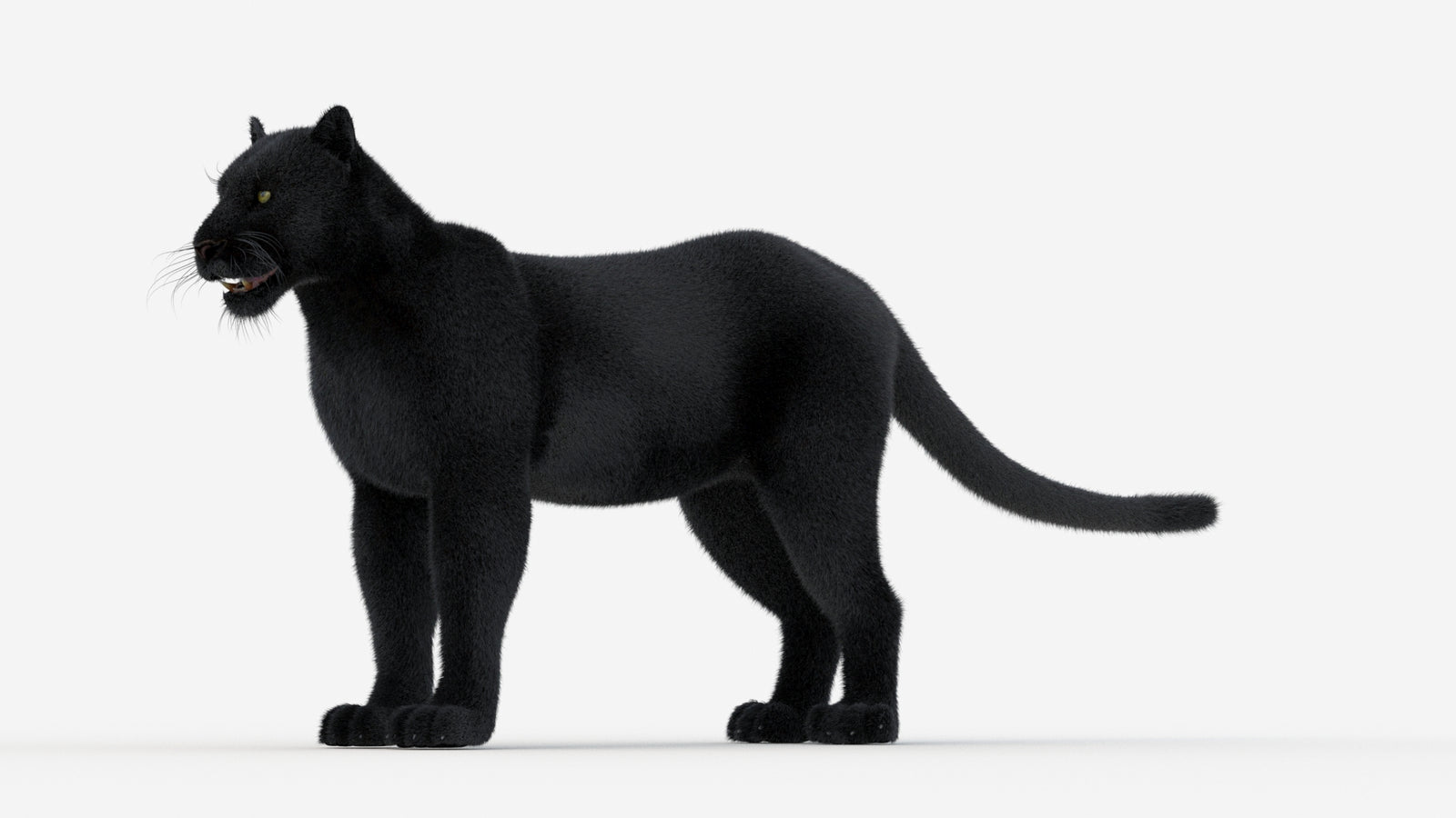 Black Panther 3D Model Fur 360° view 1 frame 31