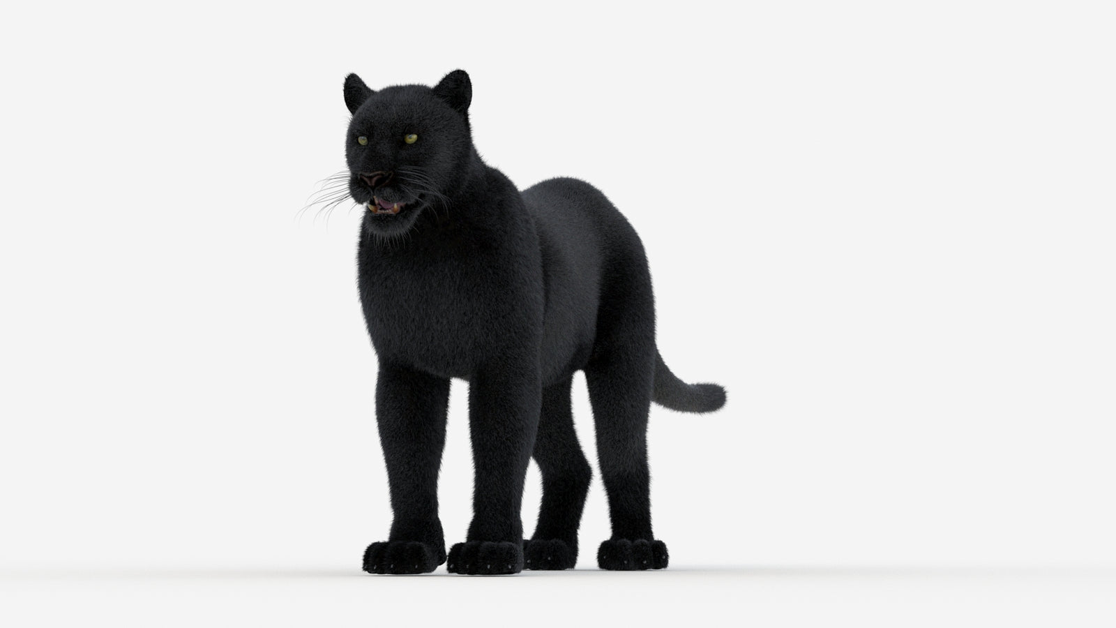 Black Panther 3D Model Fur 360° view 1 frame 34