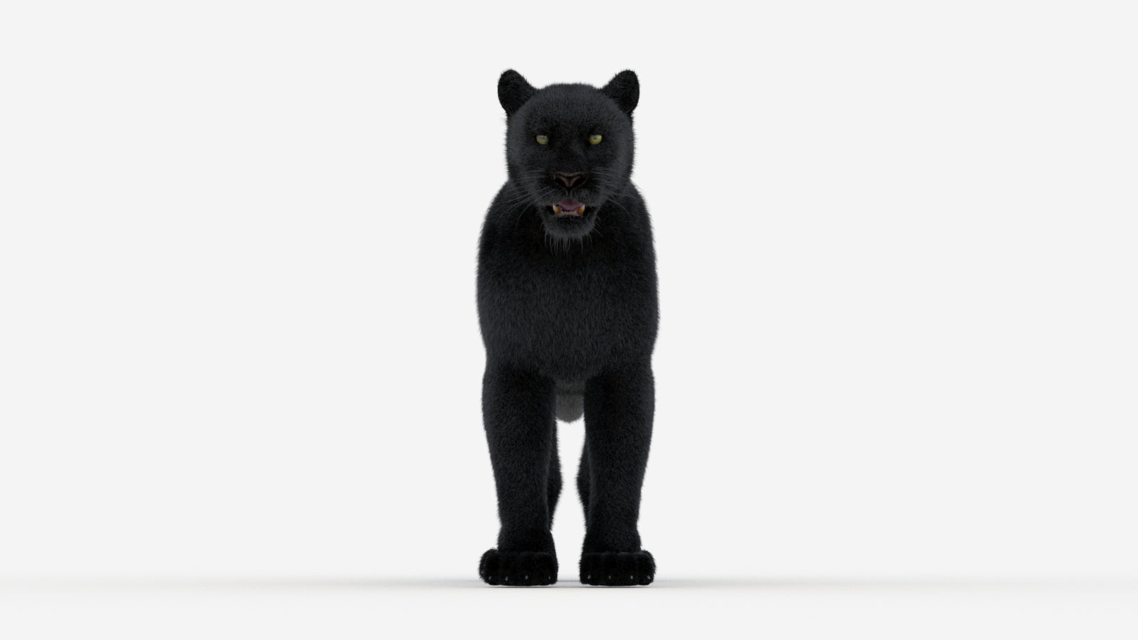 Black Panther 3D Model Fur 360° view 1 frame 36