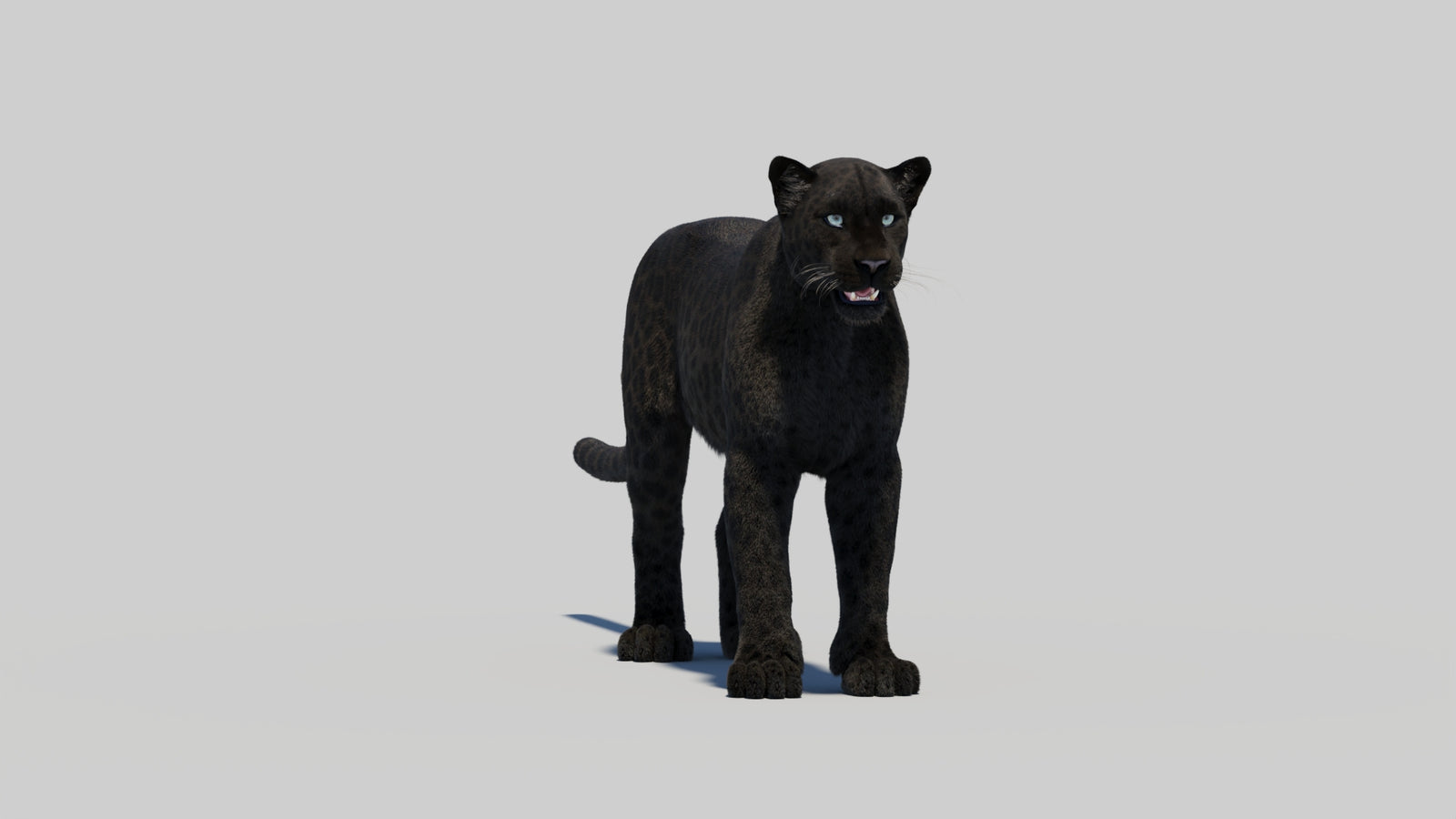 Black Panther 3D Model Rigged Fur 360° view 1 frame 5
