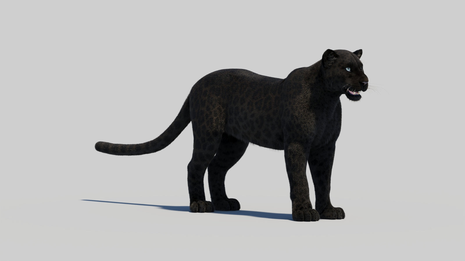 Black Panther 3D Model Rigged Fur 360° view 1 frame 8