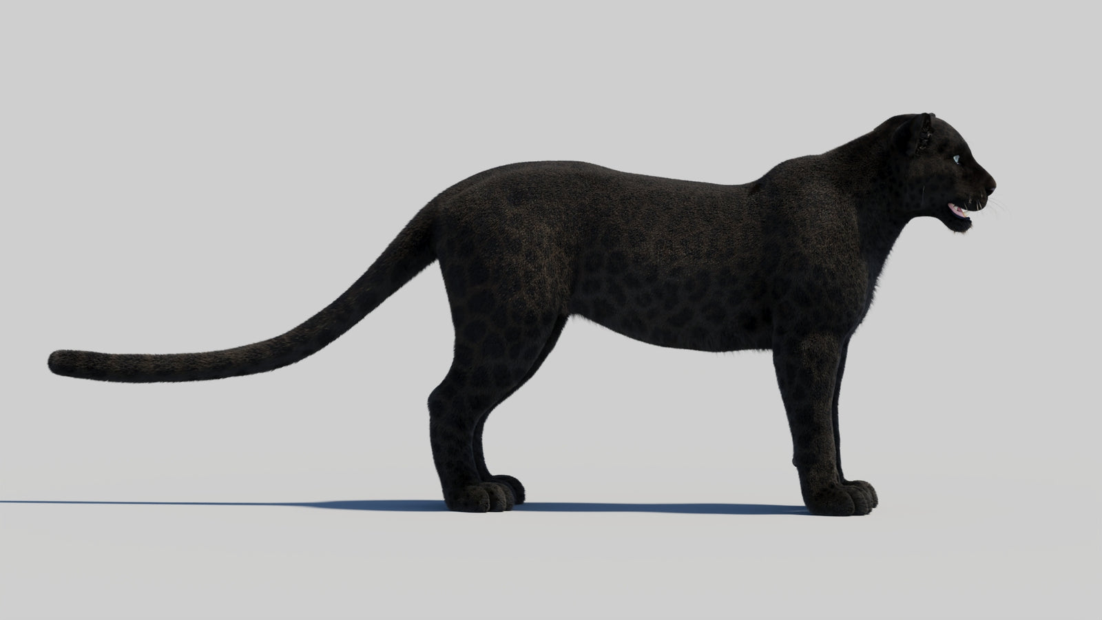 Black Panther 3D Model Rigged Fur 360° view 1 frame 12
