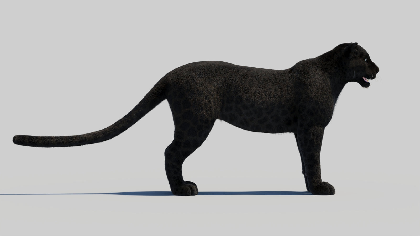 Black Panther 3D Model Rigged Fur 360° view 1 frame 13