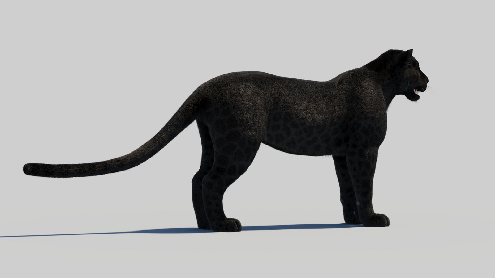 Black Panther 3D Model Rigged Fur 360° view 1 frame 15