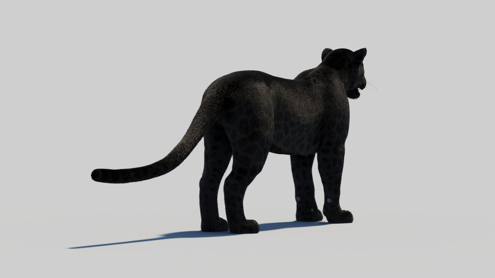 Black Panther 3D Model Rigged Fur 360° view 1 frame 18
