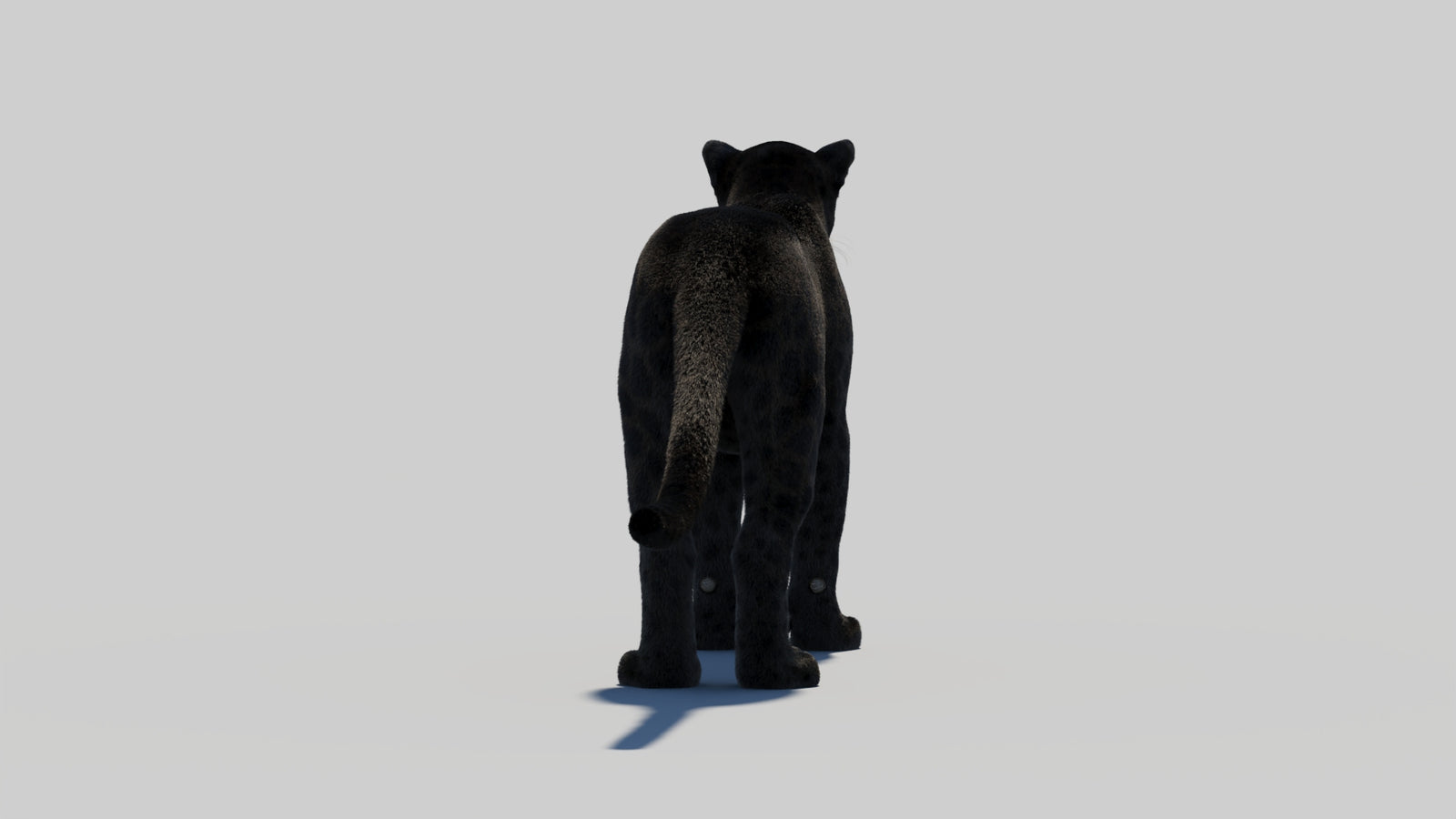 Black Panther 3D Model Rigged Fur 360° view 1 frame 21