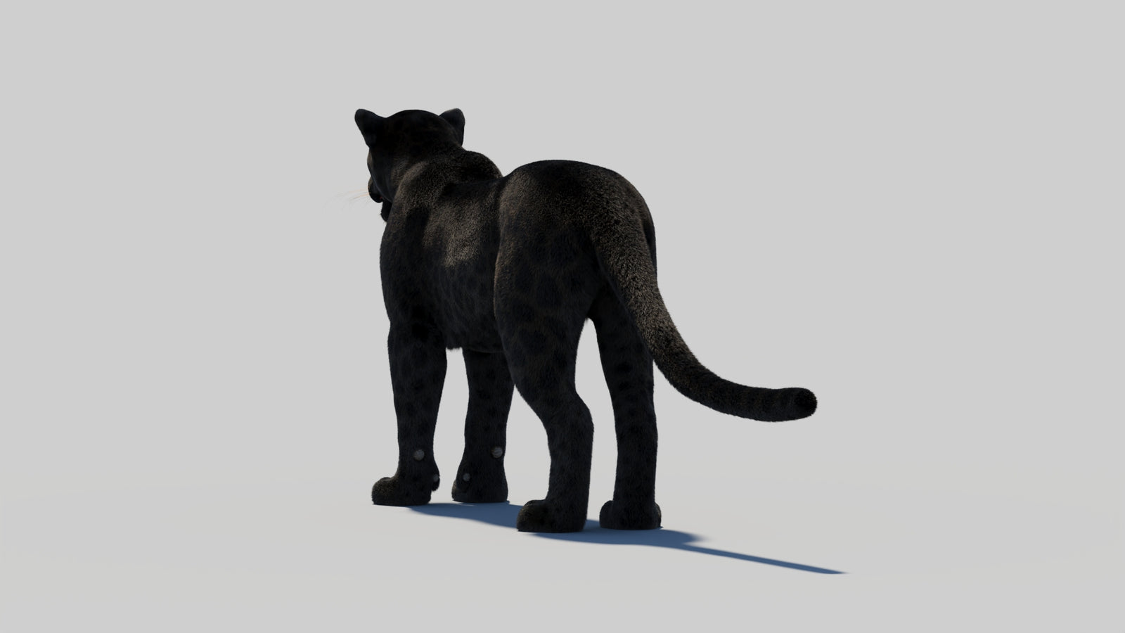 Black Panther 3D Model Rigged Fur 360° view 1 frame 24