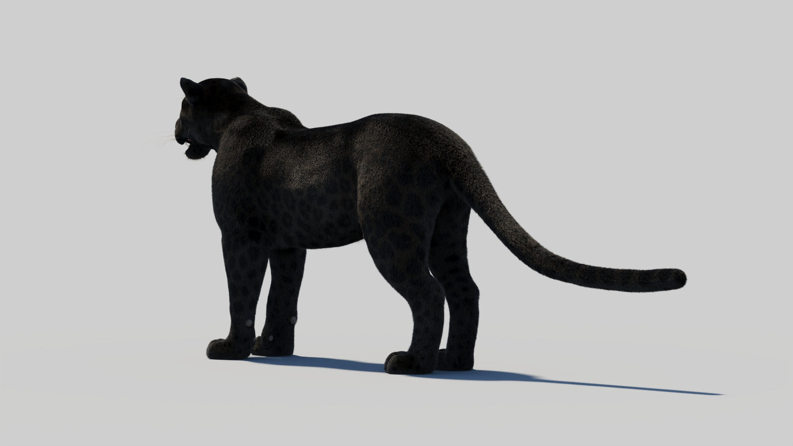 Black Panther 3D Model Rigged Fur 360° view 1 frame 26