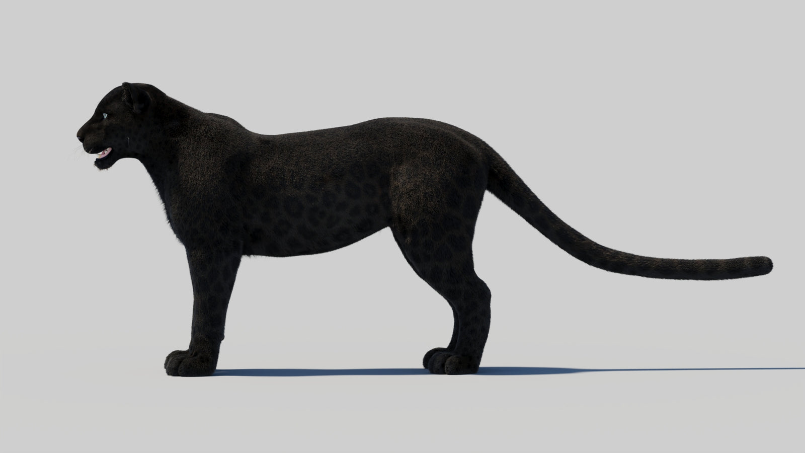 Black Panther 3D Model Rigged Fur 360° view 1 frame 31