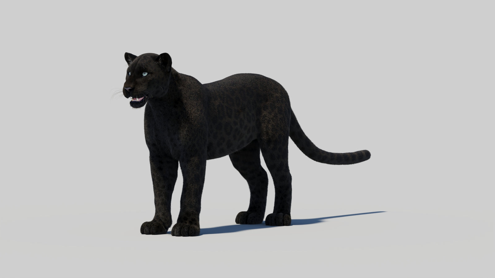 Black Panther 3D Model Rigged Fur 360° view 1 frame 36