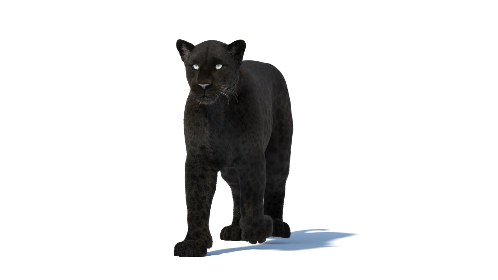 Animated Black Panther Animal 3D Model with Fur 360° view 1 frame 8