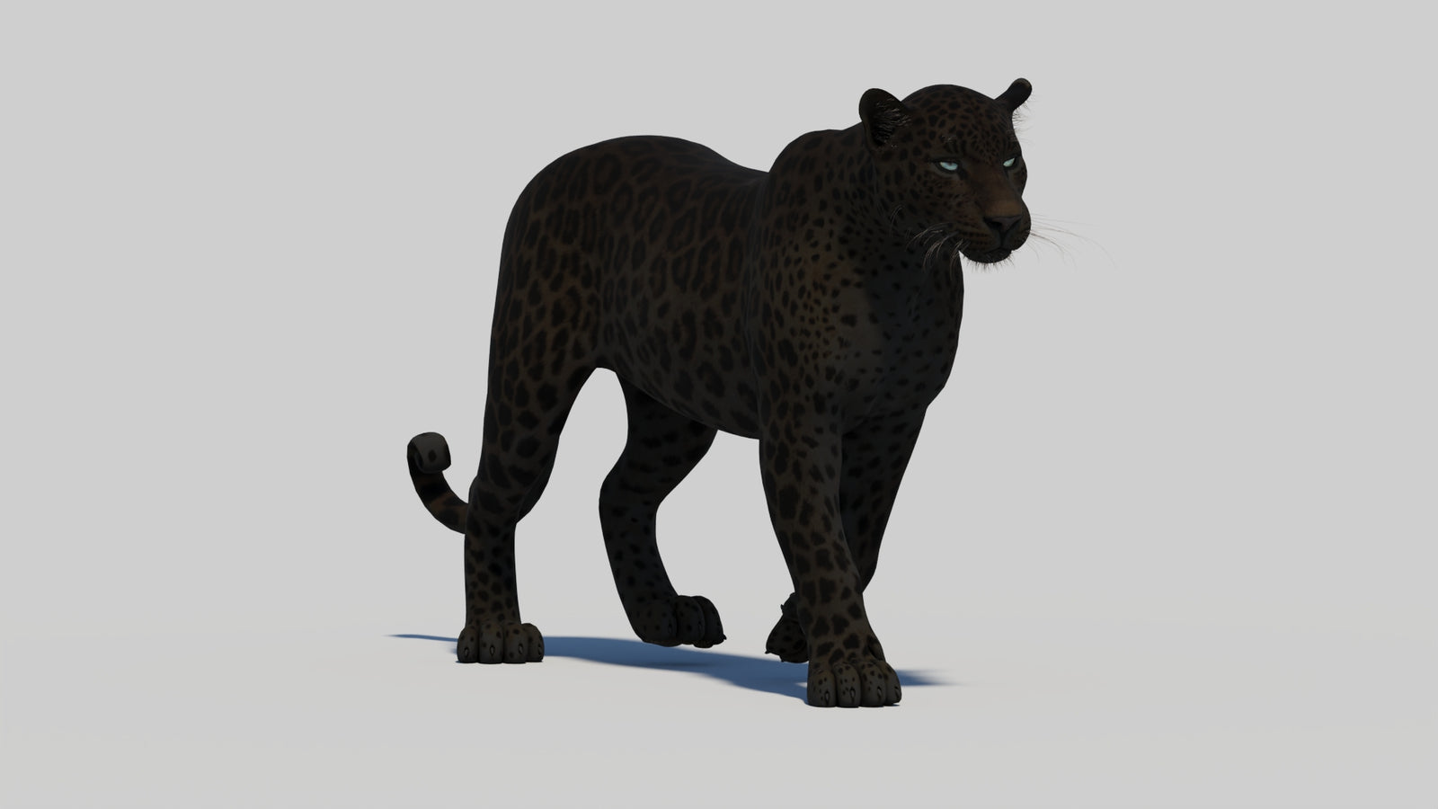 Animated Black Panther 3D Model 360° view 1 frame 12