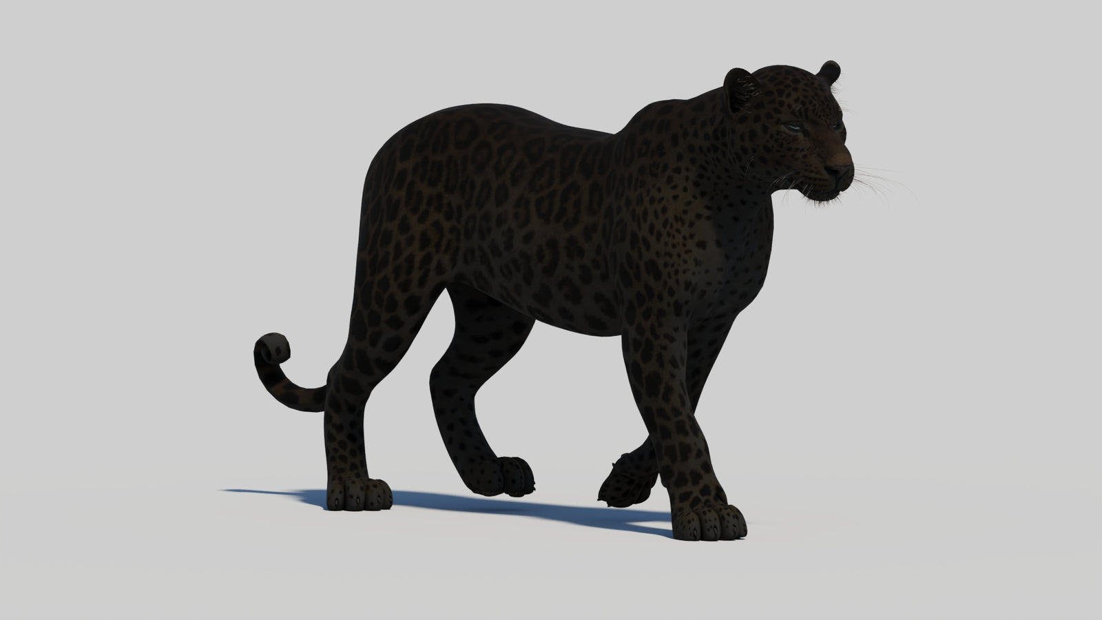 Animated Black Panther 3D Model 360° view 1 frame 13