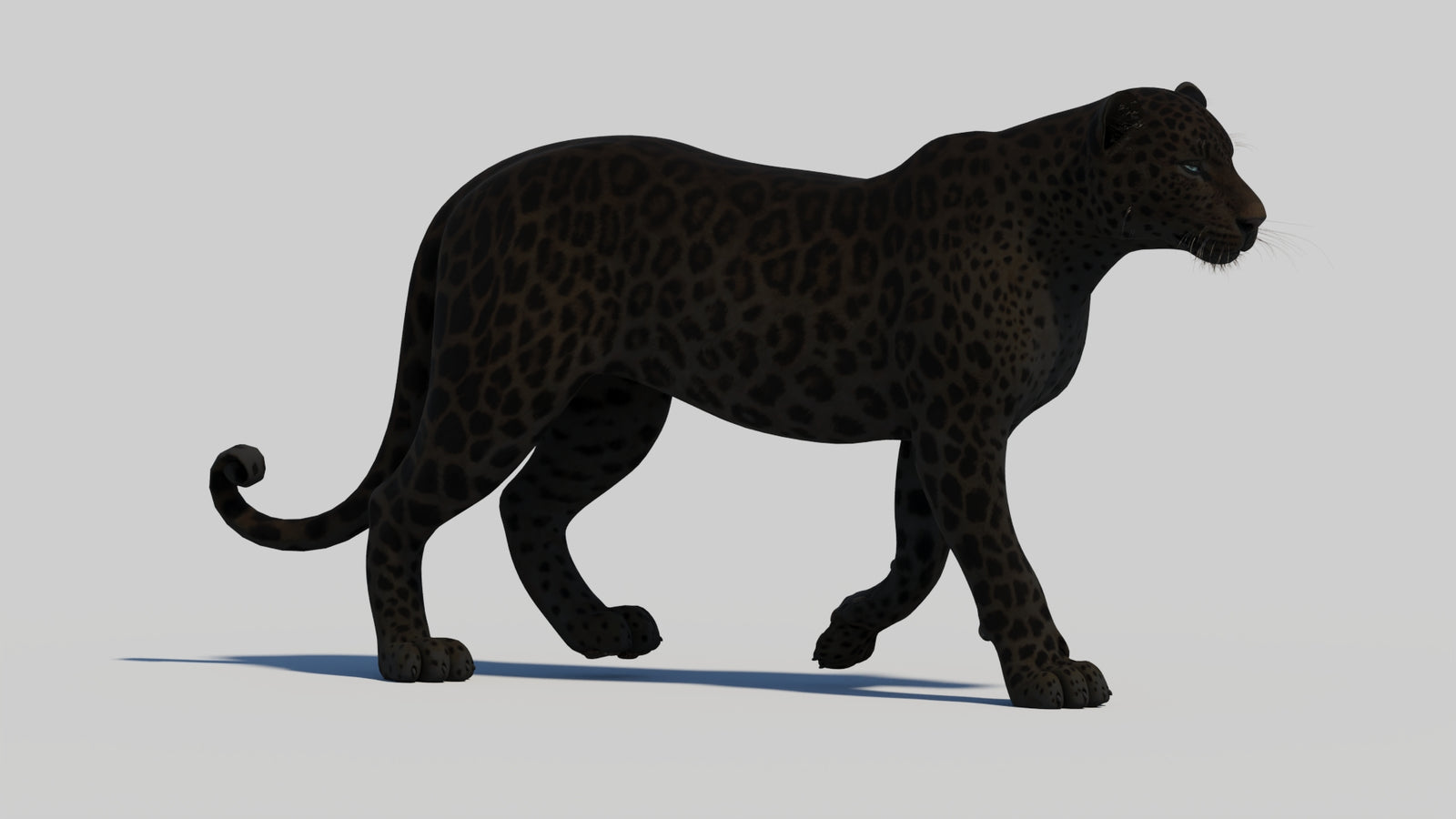 Animated Black Panther 3D Model 360° view 1 frame 15