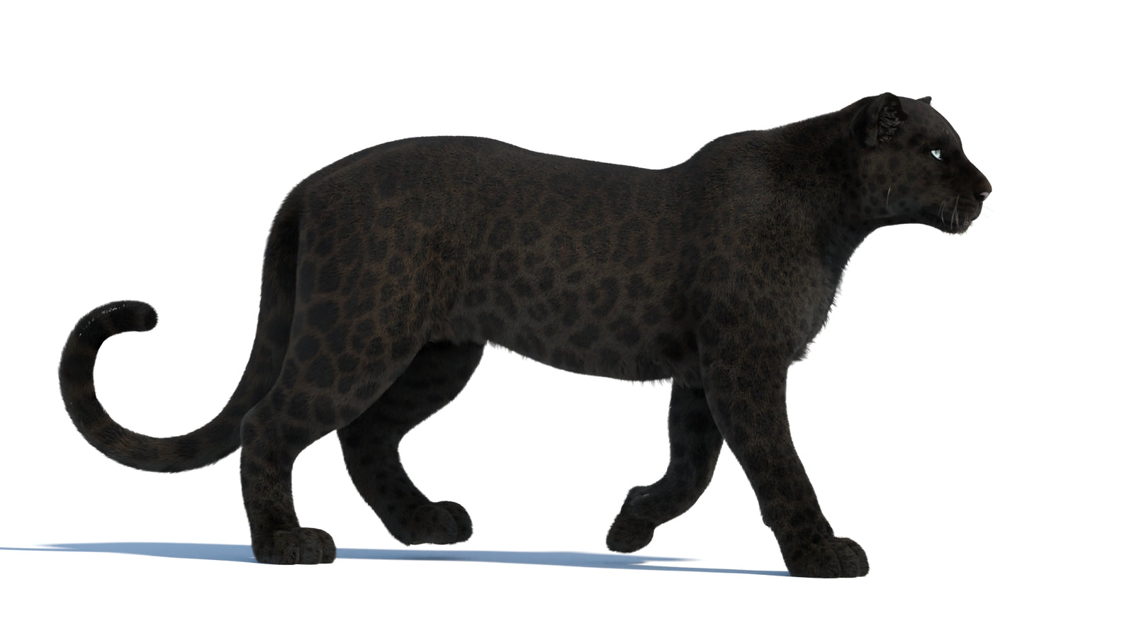 Animated Black Panther Animal 3D Model with Fur 360° view 1 frame 16