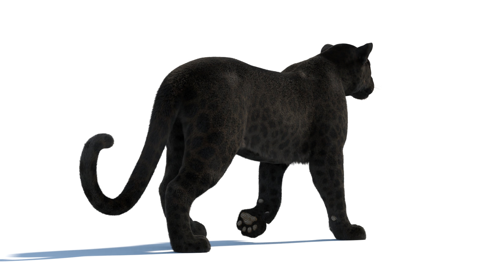 Animated Black Panther Animal 3D Model with Fur 360° view 1 frame 23