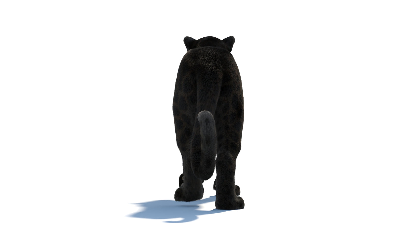 Animated Black Panther Animal 3D Model with Fur 360° view 1 frame 27