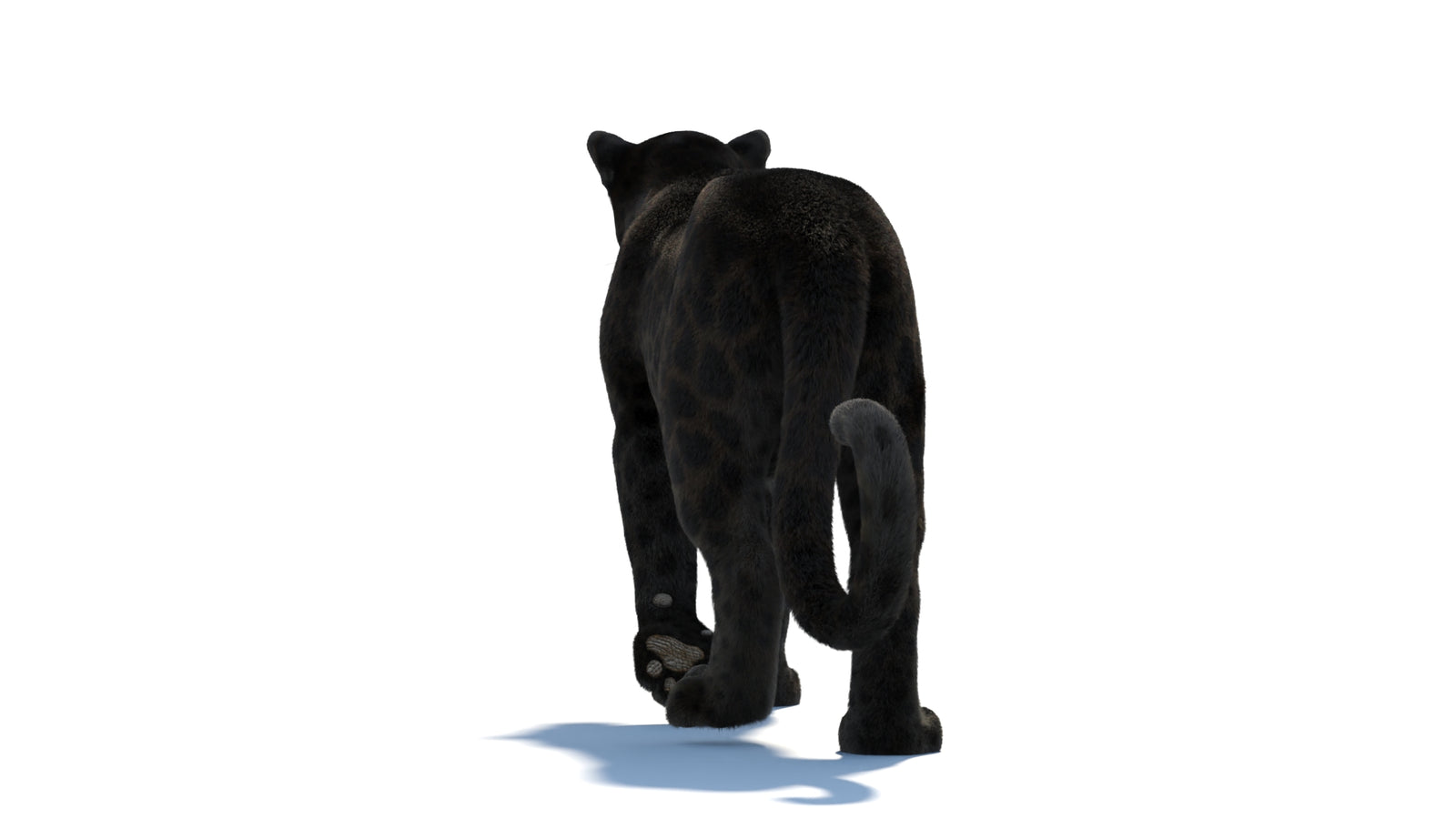 Animated Black Panther Animal 3D Model with Fur 360° view 1 frame 28