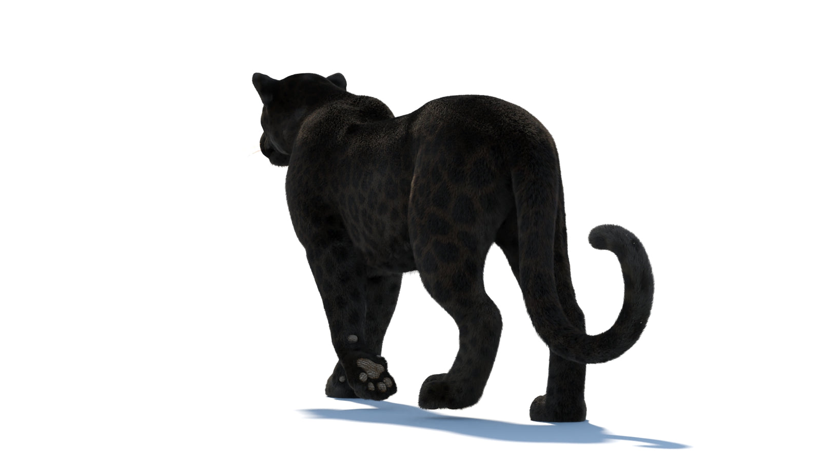 Animated Black Panther Animal 3D Model with Fur 360° view 1 frame 30