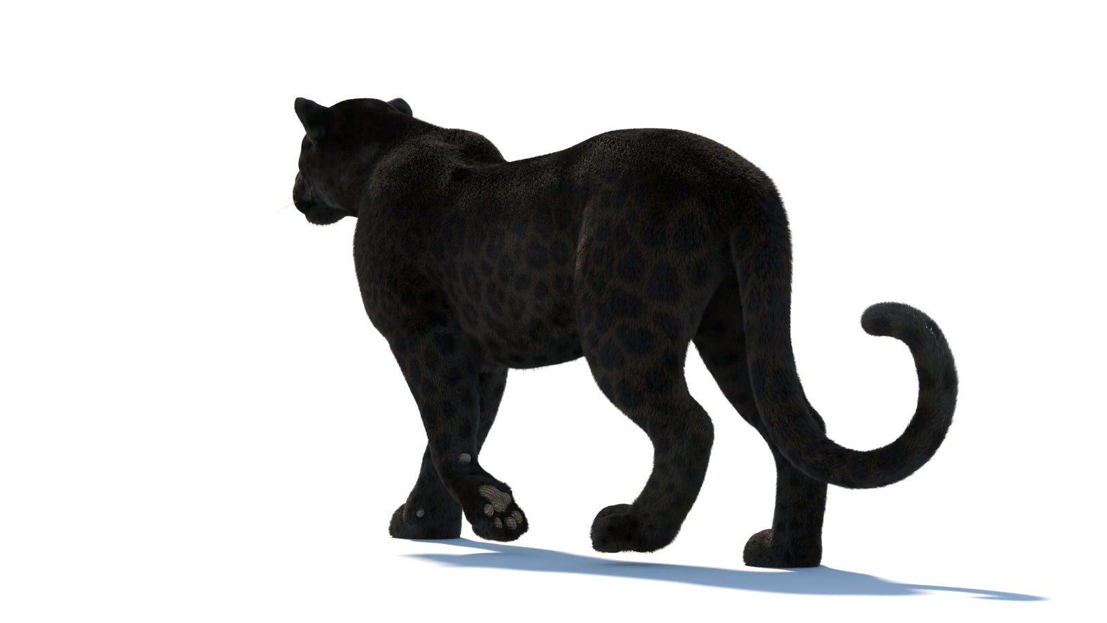 Animated Black Panther Animal 3D Model with Fur 360° view 1 frame 31