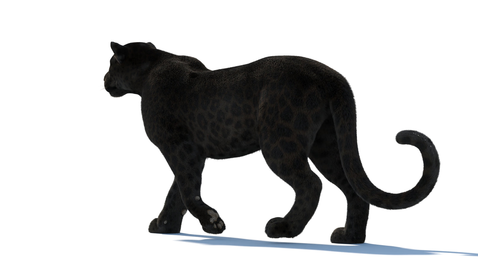 Animated Black Panther Animal 3D Model with Fur 360° view 1 frame 32