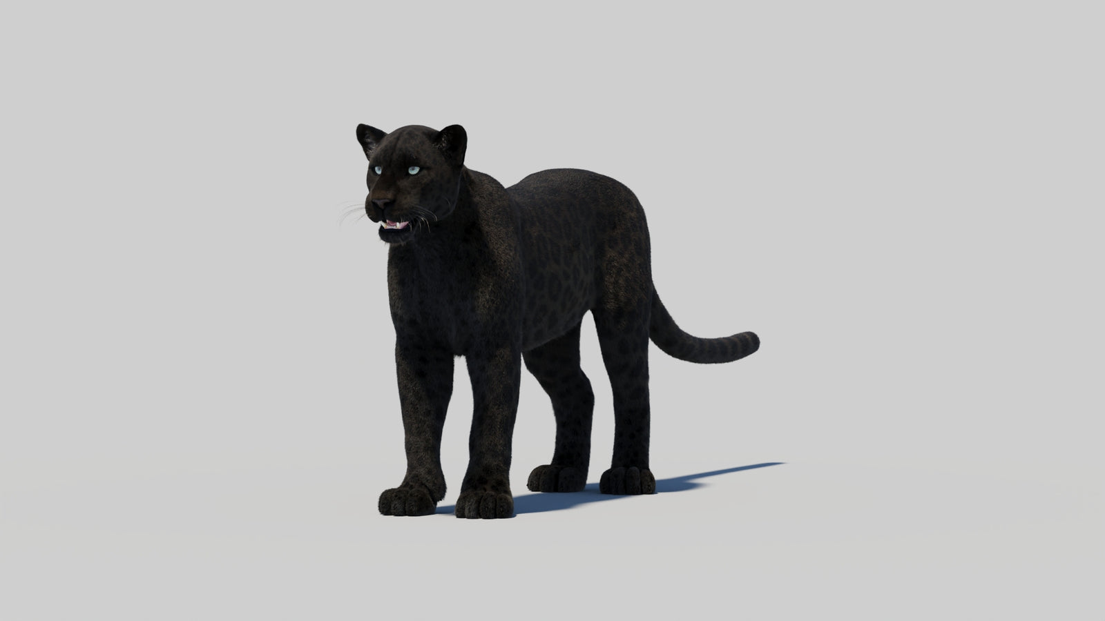 Black Panther 3D Model with Realistic Fur 360° view 2 frame 3