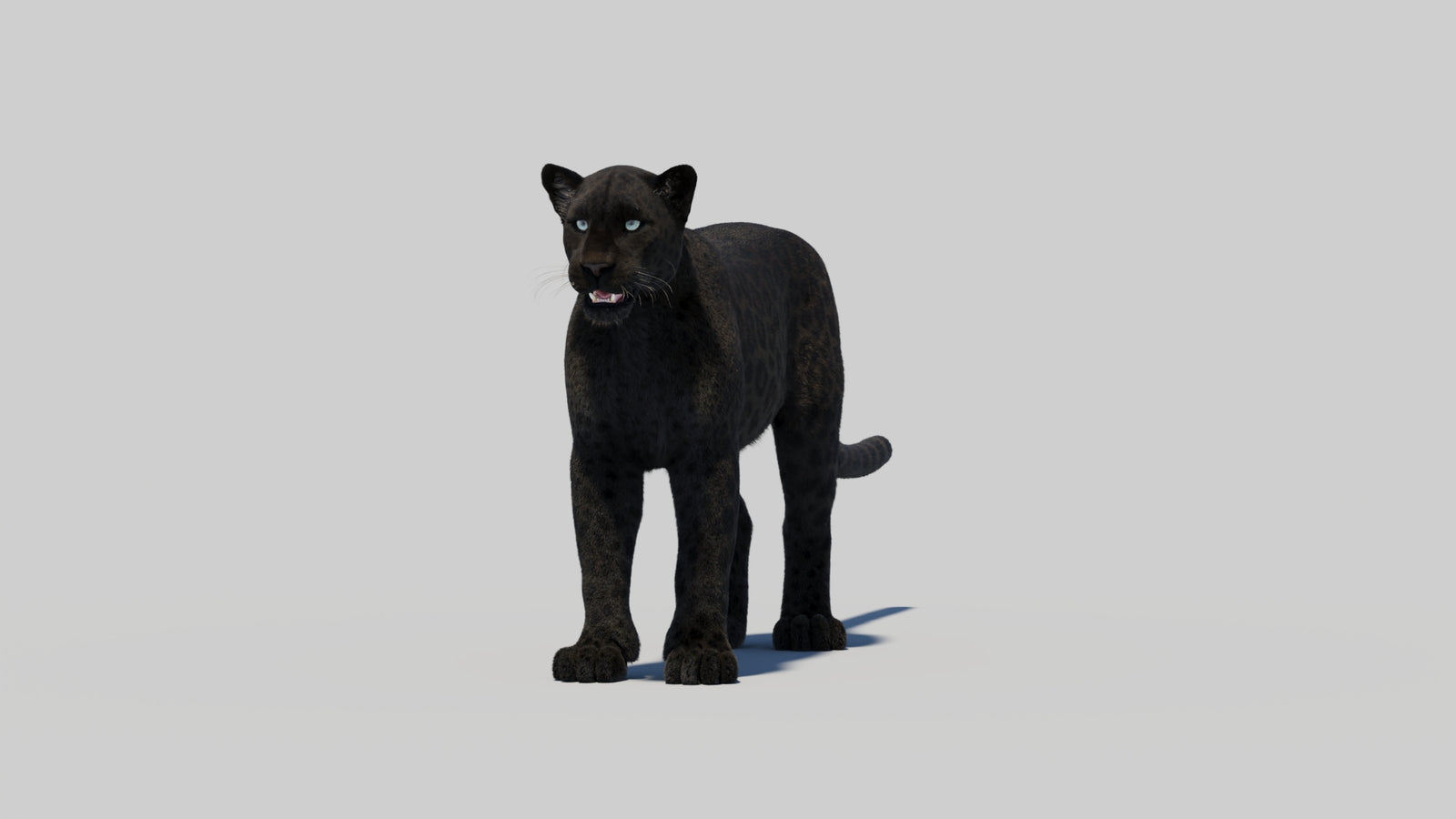 Black Panther 3D Model with Realistic Fur 360° view 2 frame 6