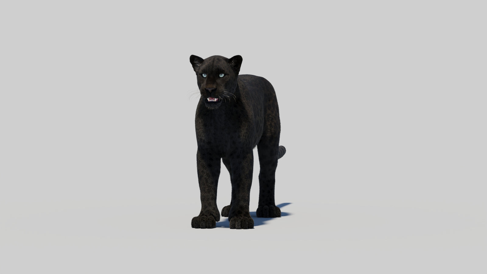 Black Panther 3D Model with Realistic Fur 360° view 2 frame 7