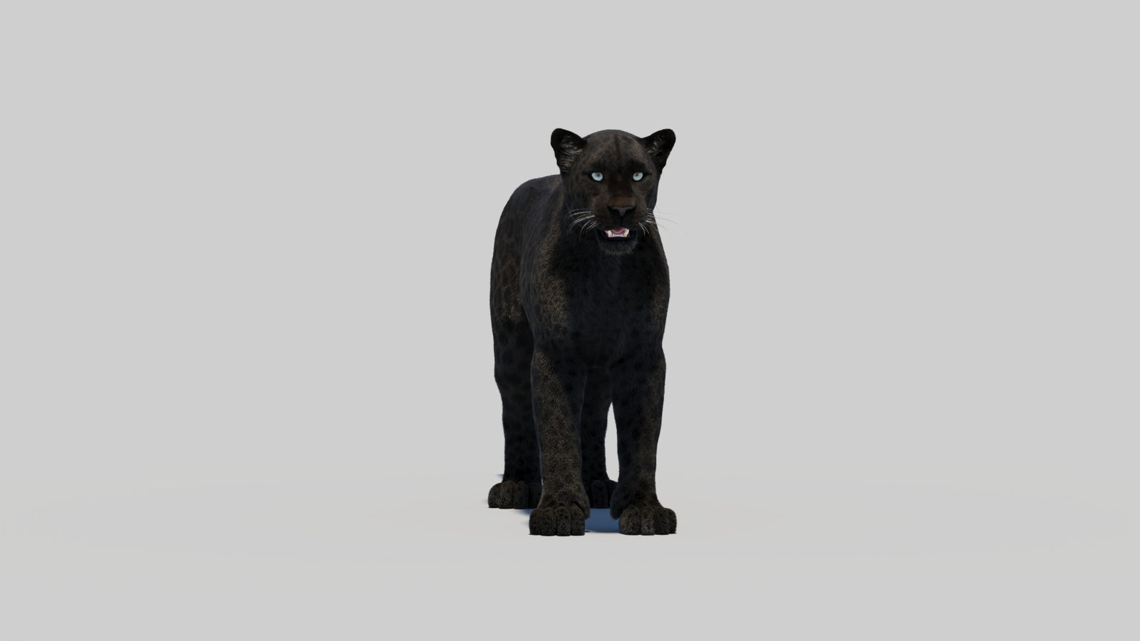 Black Panther 3D Model with Realistic Fur 360° view 2 frame 12