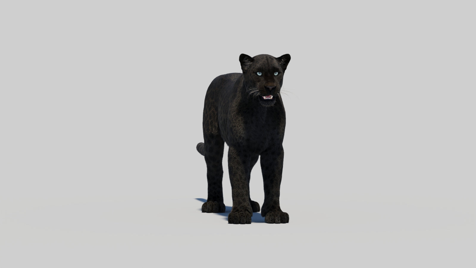 Black Panther 3D Model with Realistic Fur 360° view 2 frame 13