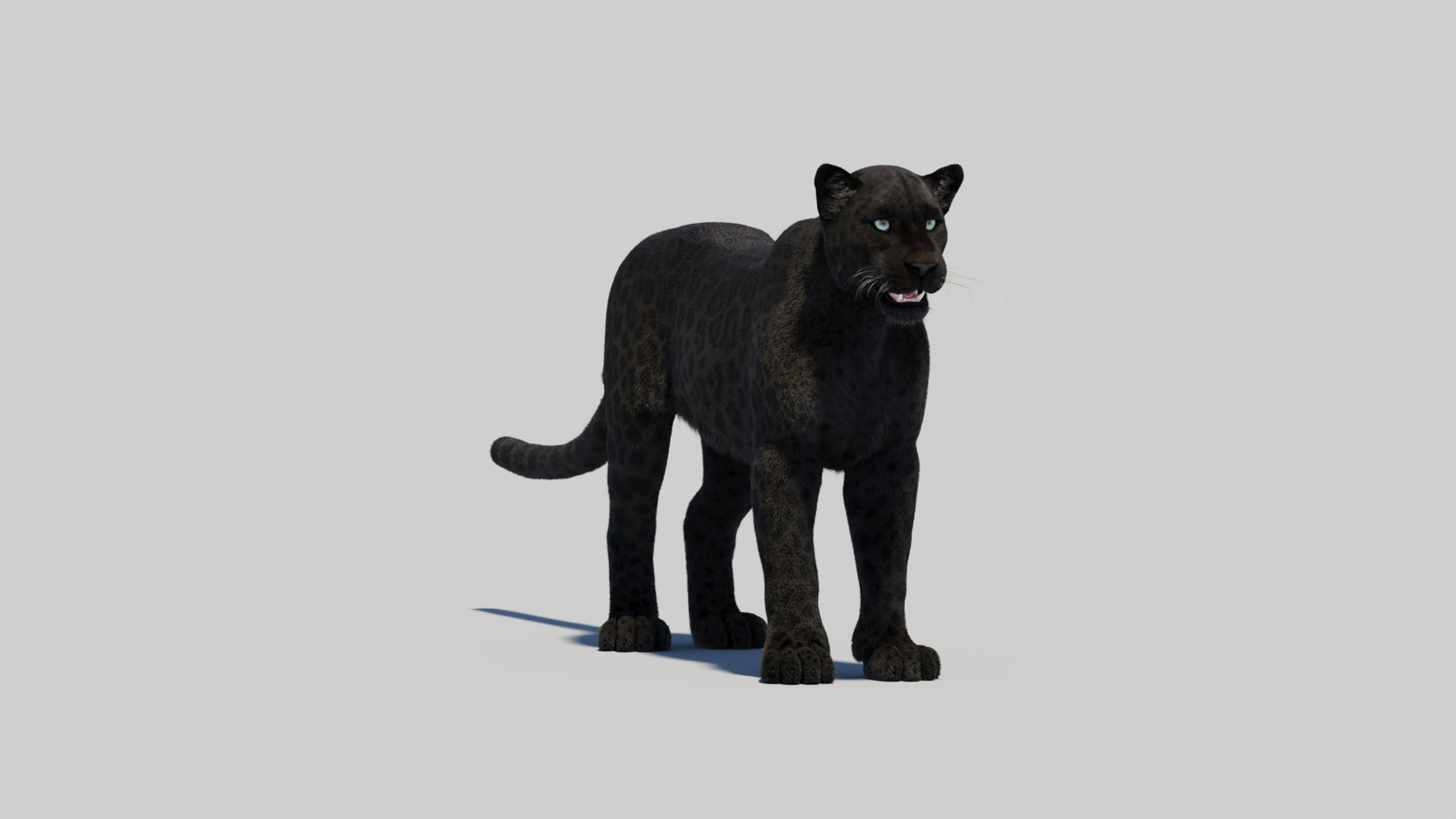 Black Panther 3D Model with Realistic Fur 360° view 2 frame 16
