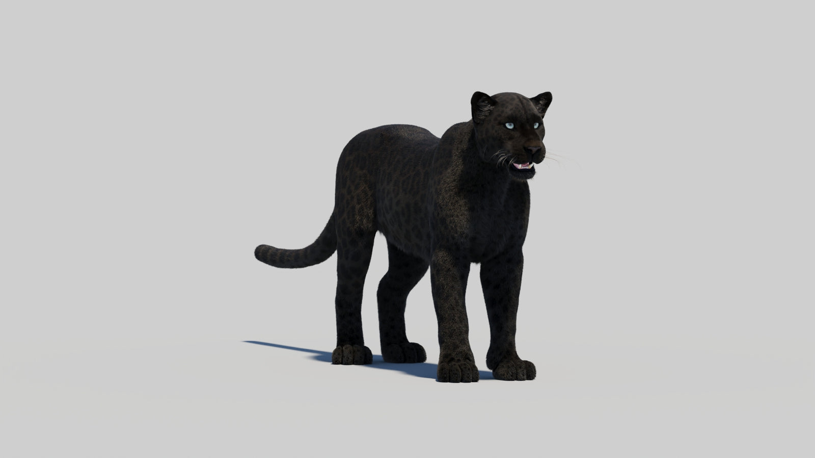 Black Panther 3D Model with Realistic Fur 360° view 2 frame 17
