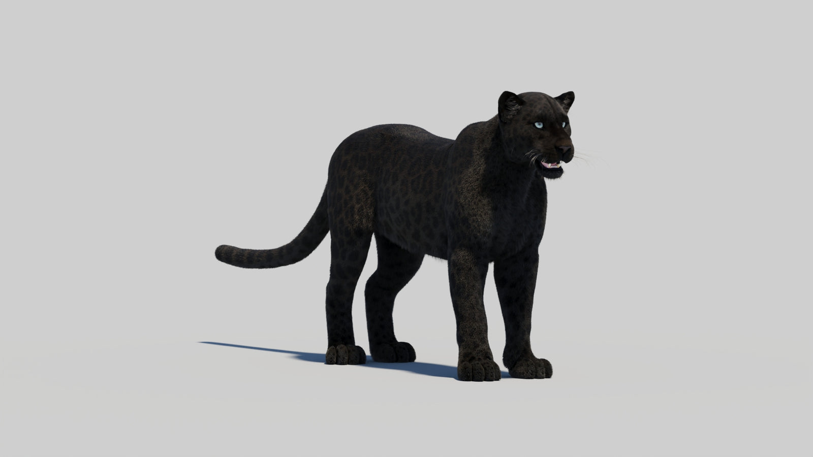 Black Panther 3D Model with Realistic Fur 360° view 2 frame 19