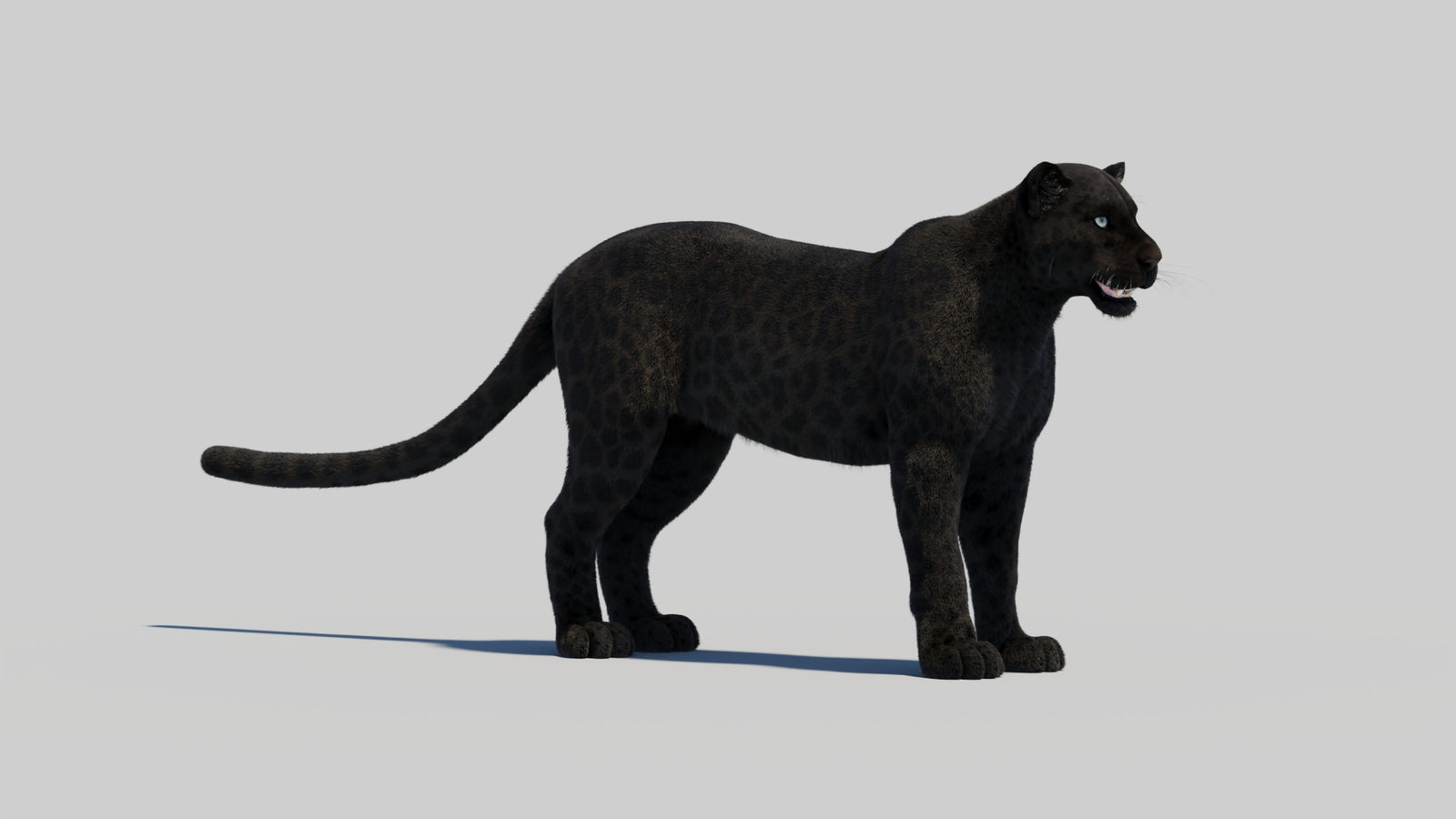 Black Panther 3D Model with Realistic Fur 360° view 2 frame 25