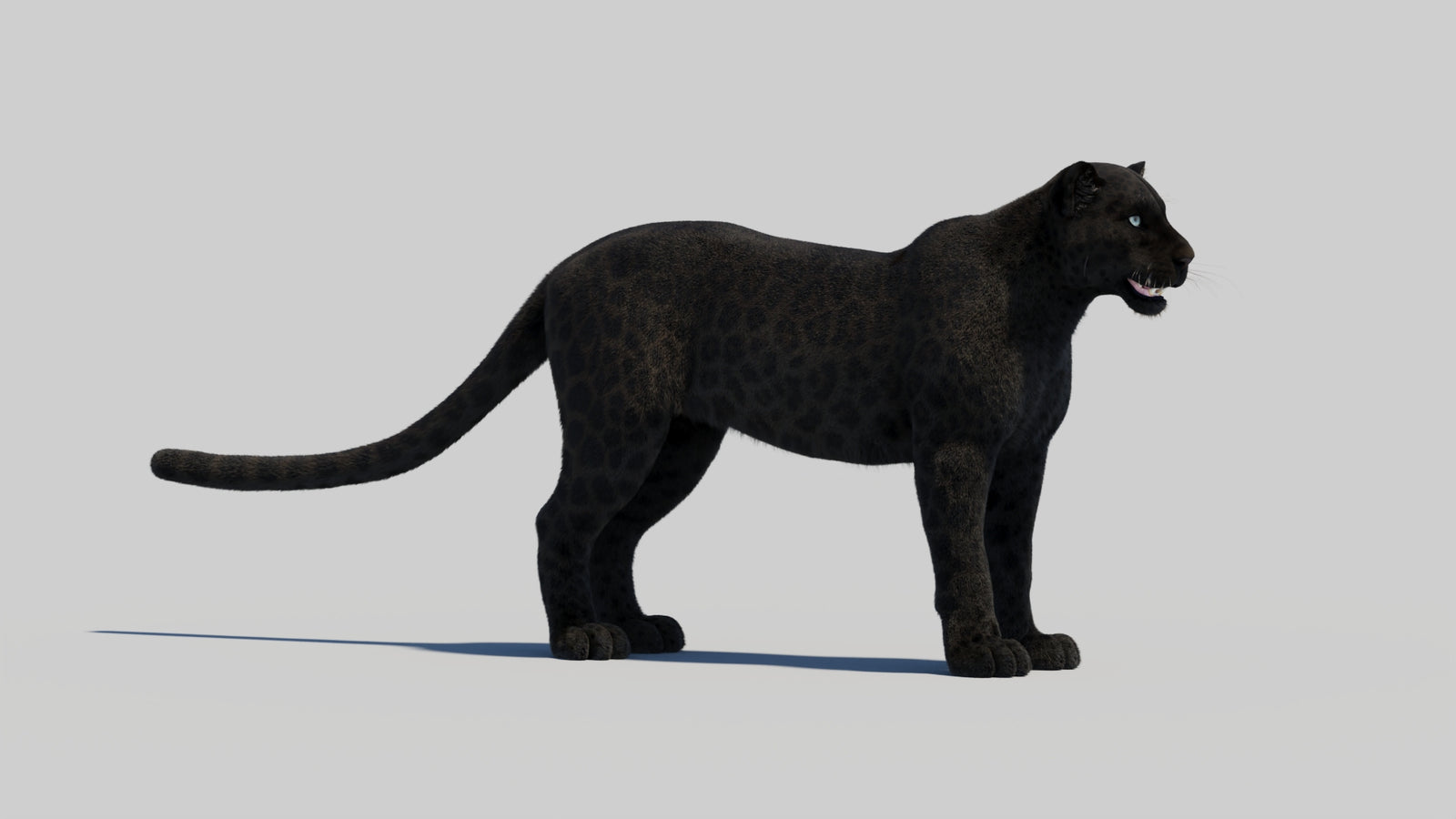 Black Panther 3D Model with Realistic Fur 360° view 2 frame 27