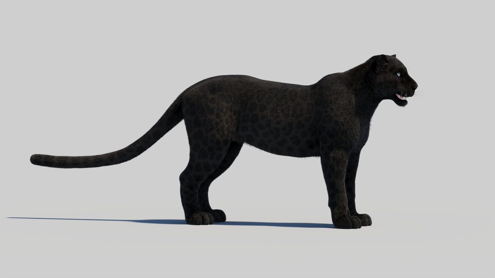 Black Panther 3D Model with Realistic Fur 360° view 2 frame 30