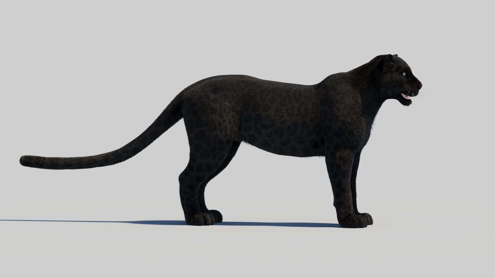 Black Panther 3D Model with Realistic Fur 360° view 2 frame 32