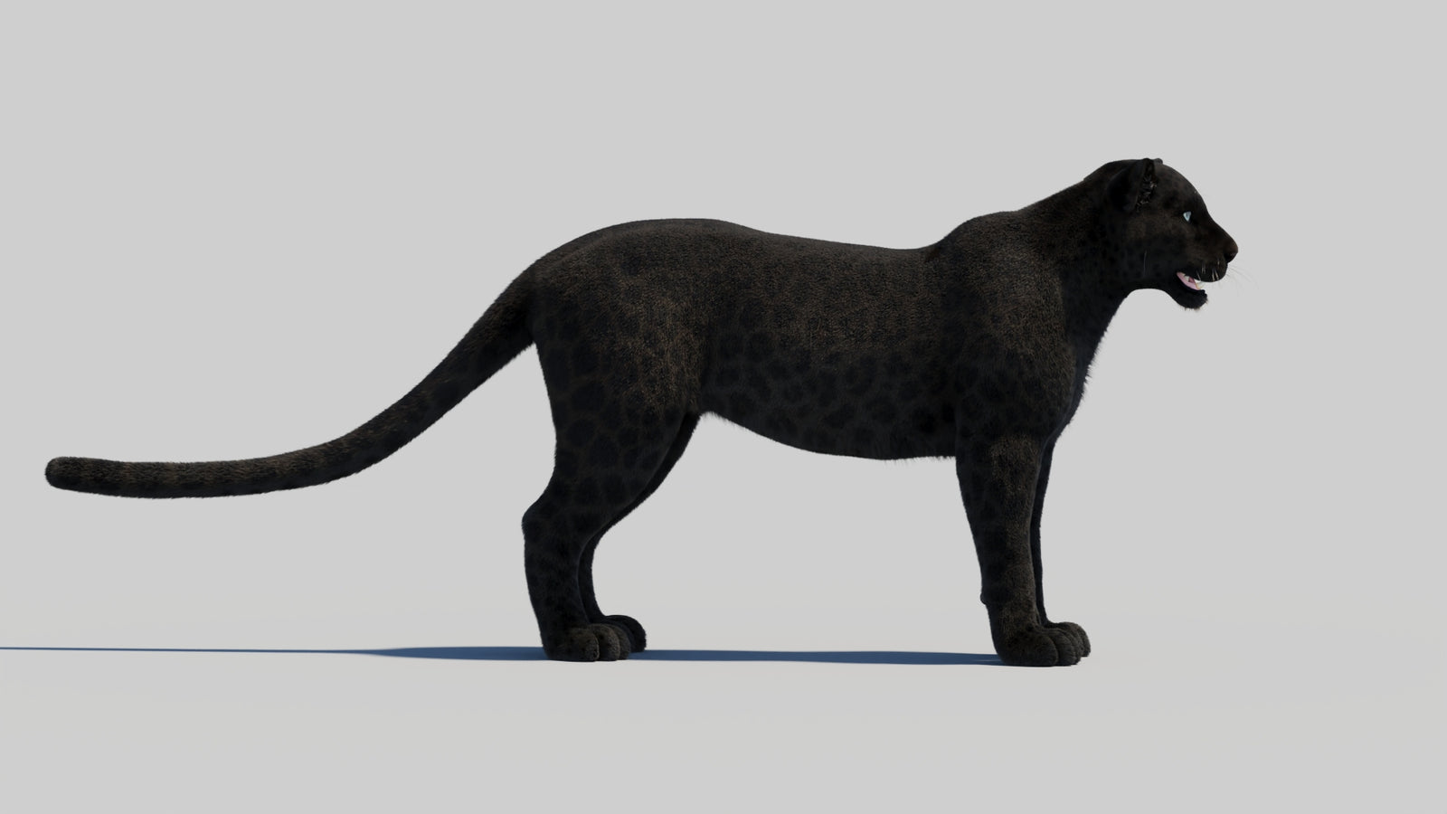 Black Panther 3D Model with Realistic Fur 360° view 2 frame 33